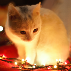 Christmas lights 🎄